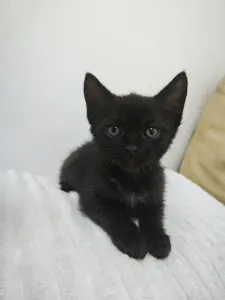 Чёрненький котенок с белой грудкой