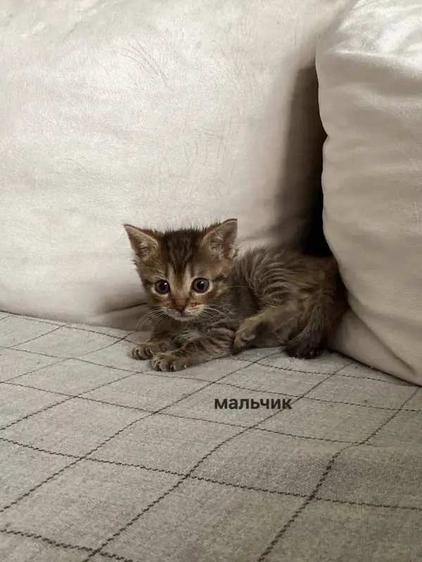 Котята в добрые руки - Минск - 223241 - Доска объявлений Kupika.by - Фото 2