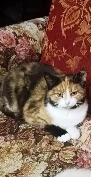 Котята 6 мес., 2 шт, даром, кошечки