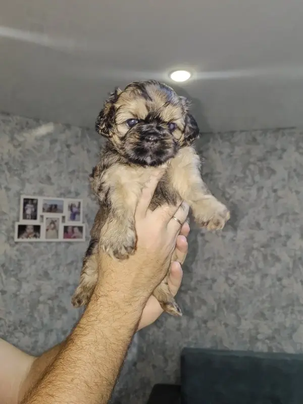 Щенки ши-тцу