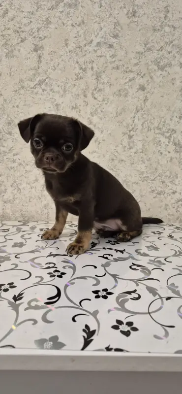 Щенок чихуахуа