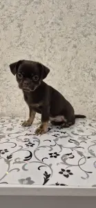 Щенок чихуахуа