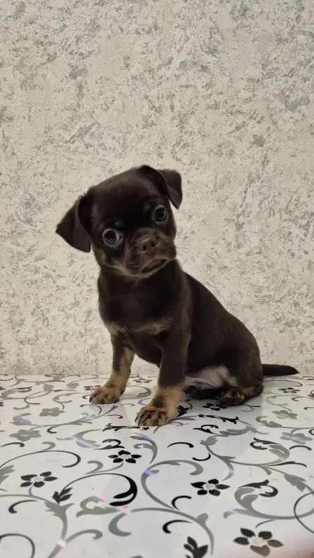 Щенок чихуахуа