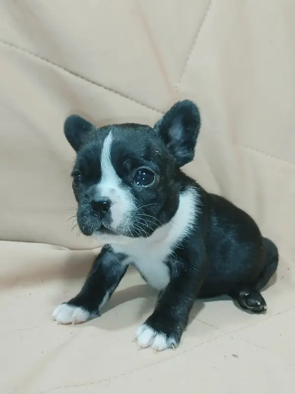 Французский бульдог