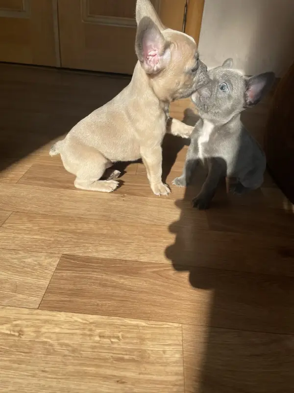 Щенки французского бульдога