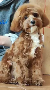 Мальтипу девочка. Цена в рублях.