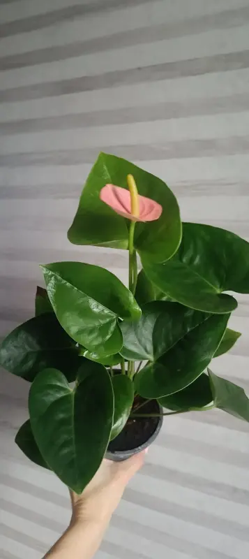 Антуриум Джоли пич персиковый