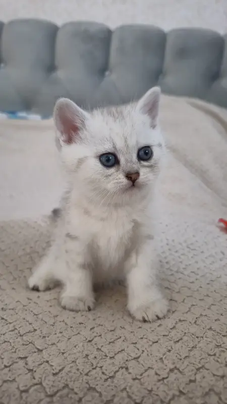 Шотландские котята мальчики