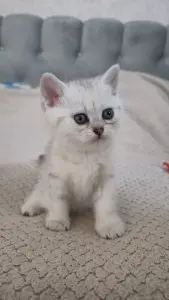 Шотландские котята мальчики