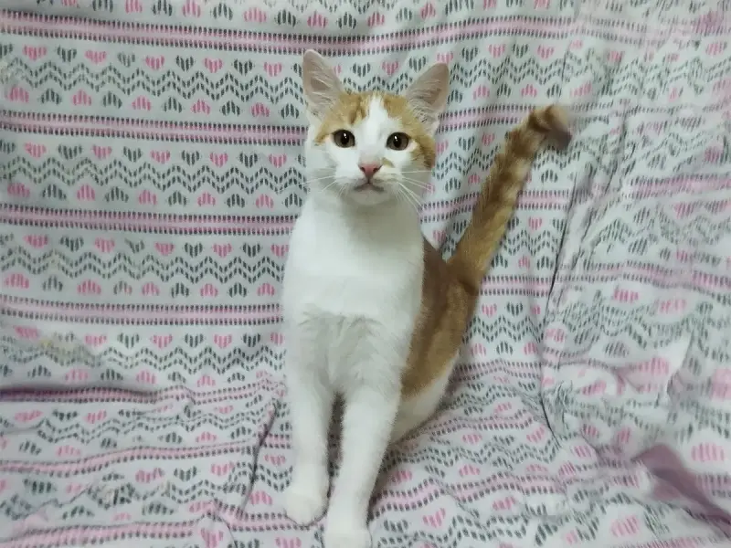 Солнечные рыжие котята Тишка и Рыжик в дар