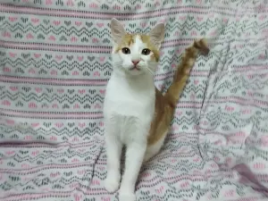 Солнечные рыжие котята Тишка и Рыжик в дар