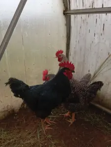 Маладыя пеўні