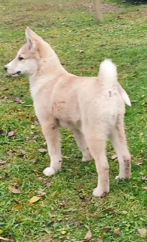 Продается щенок западно сибирской лайки
