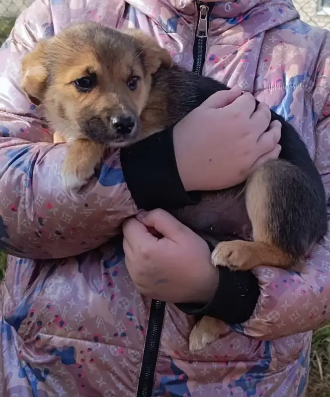 Щенок в добрые руки