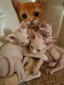 Канадский Сфинкса котята Ген разноглазия