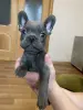 Щенки французского бульдога