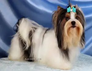 Мальчик бивер от родителей чемпионов