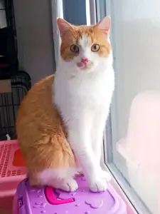 Сани - для тех, кто хорошо себя вел