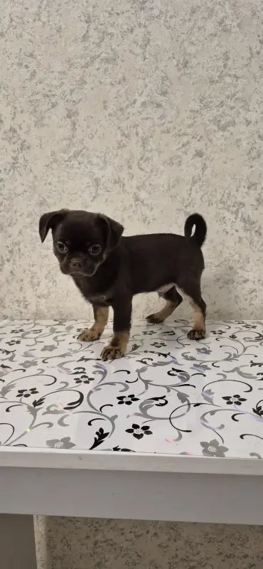 Щенок чихуахуа