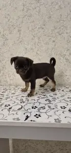 Щенок чихуахуа