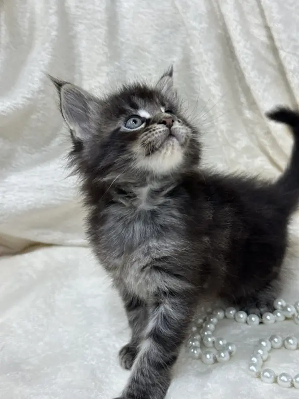 Мейн-Кун котята