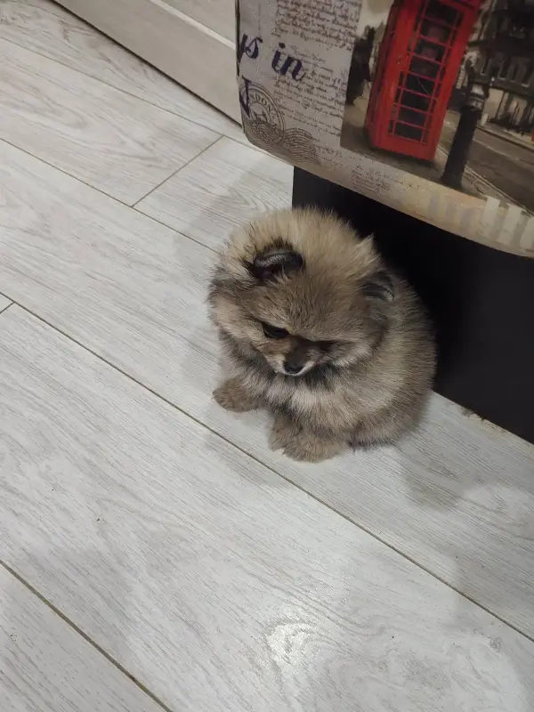 Девочки померанского шпица