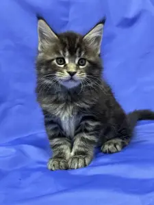 Мейн-Кун котята