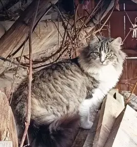 Котята 6 мес., 2 шт, даром, кошечки