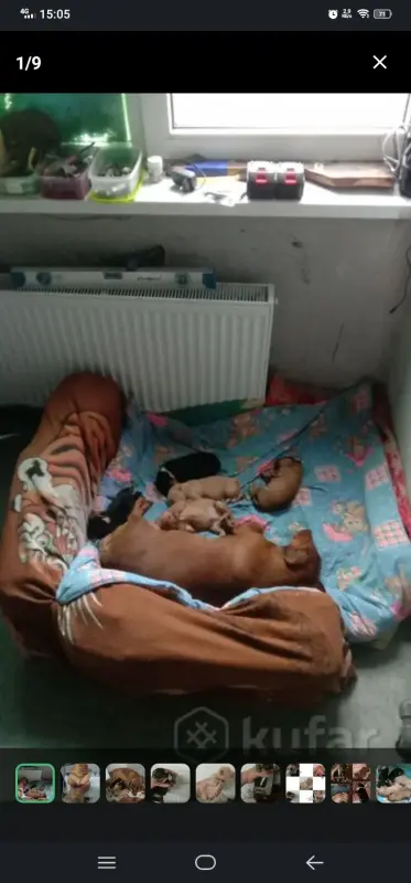 Щенки таксы ДАРОМ