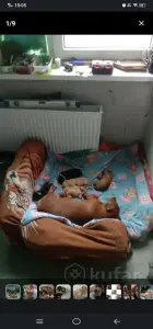 Щенки таксы ДАРОМ