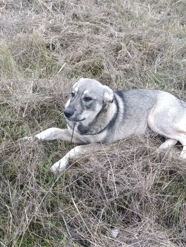 Щенок в дар