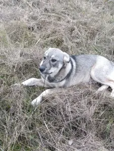 Щенок в дар