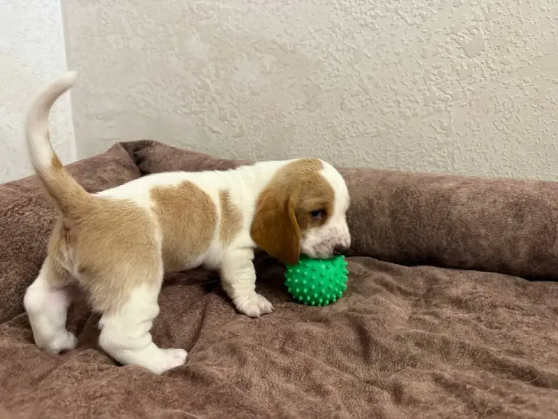 Бассет-хаунд, щенки с родословной