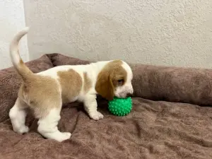 Бассет-хаунд, щенки с родословной
