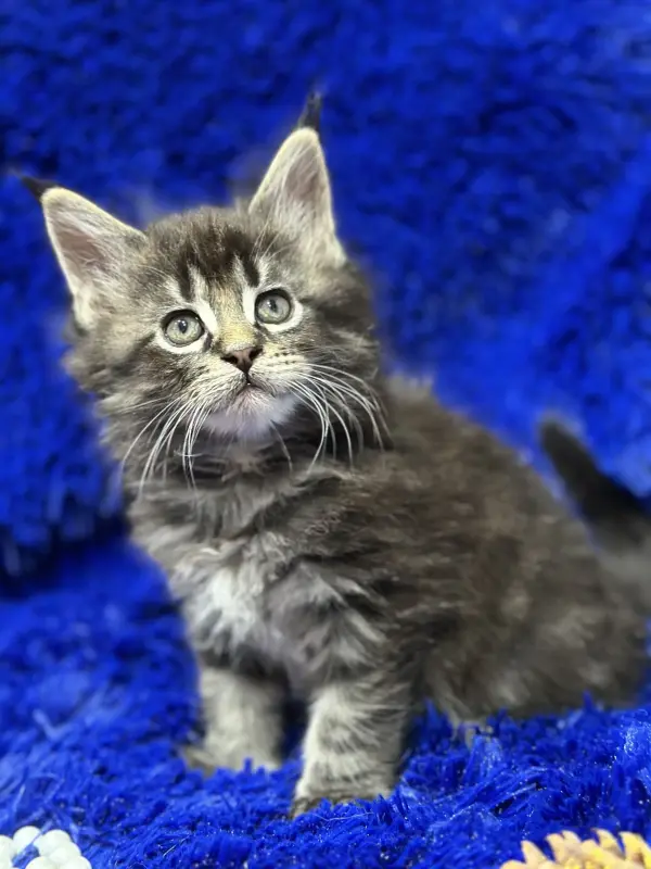 Мейн-Кун мальчик