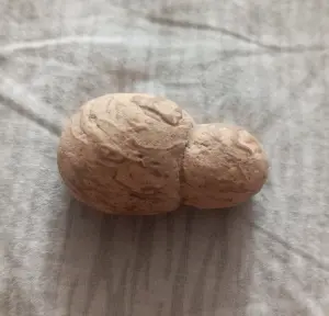 Окаменелости минералы.