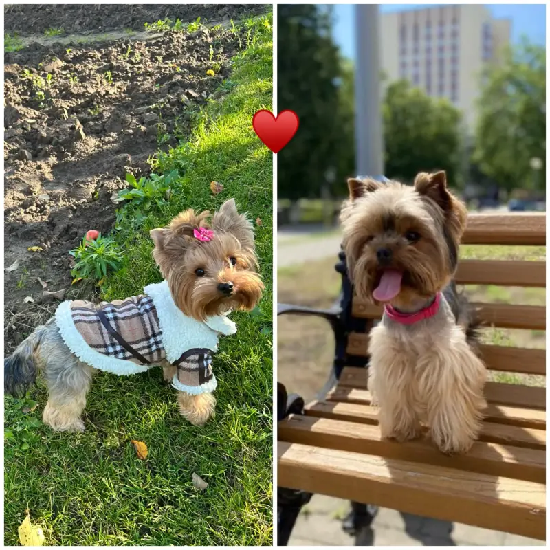 Щенки Йоркширского терьера. БРОНЬ