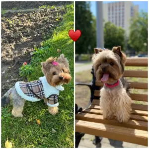 Щенки Йоркширского терьера. БРОНЬ