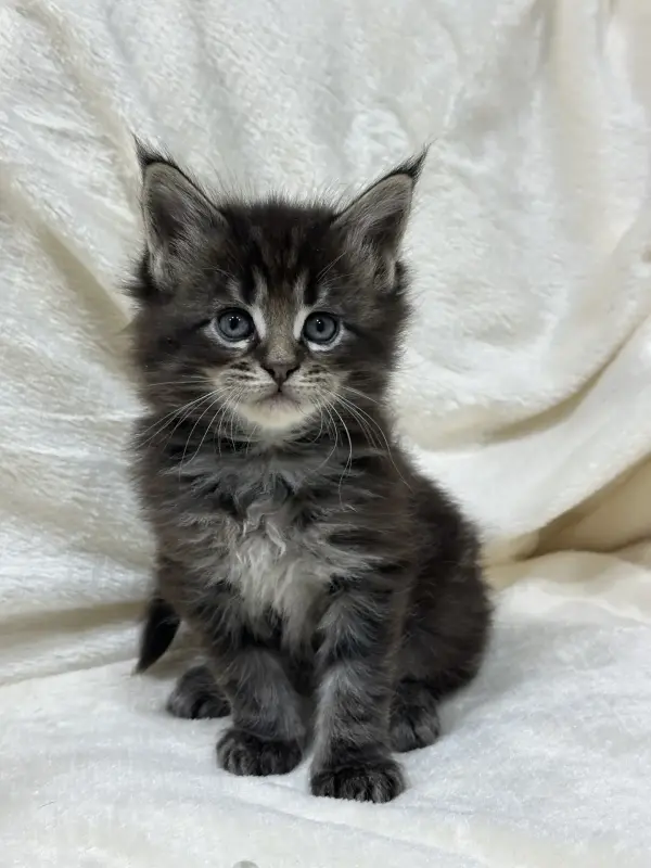 Мейн-Кун котята