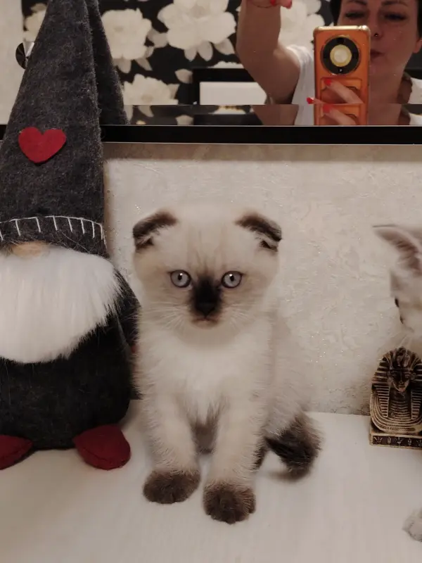 Шотландские котята