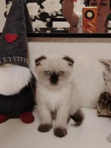 Шотландские котята