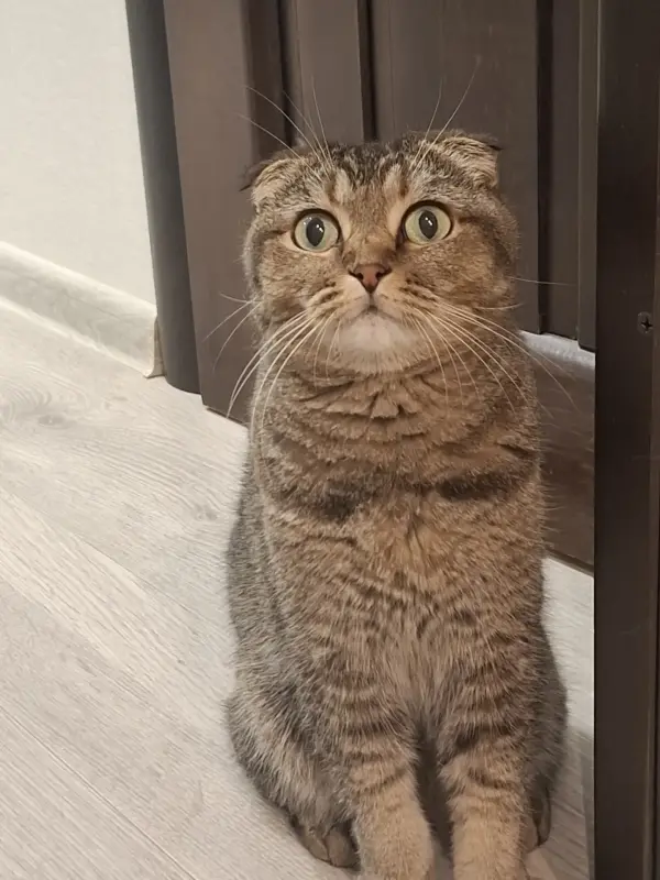 Кошка в дар