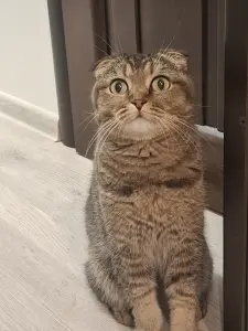 Кошка в дар