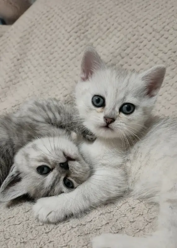 Шотландские котята прямоухие