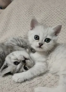 Шотландские котята прямоухие