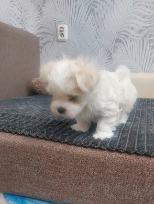 Щенки мальтийской болонки