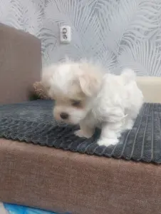 Щенки мальтийской болонки