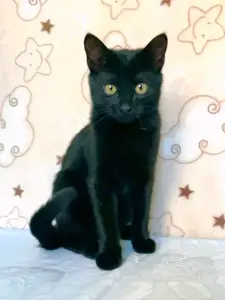 Чупик -весёлый пантерик