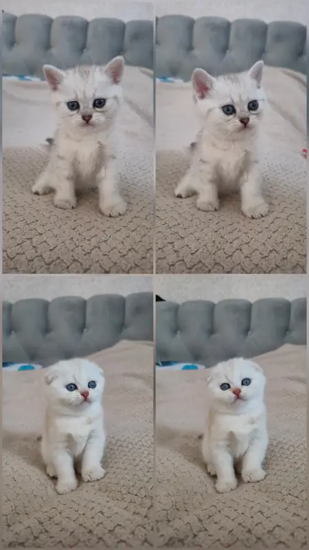 Шотландские котята мальчики