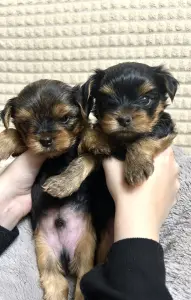 Щенок Йоркширского терьера. Щенки Йорка мальчики